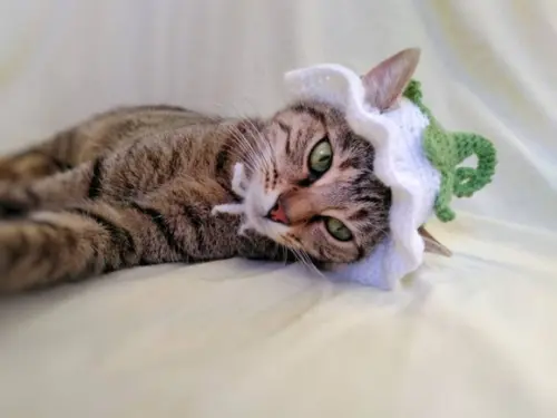 Fantasia para Gato