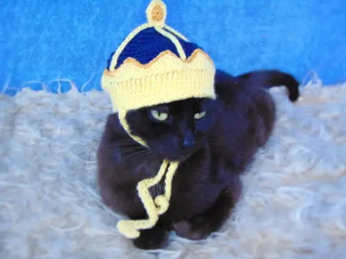 Fantasia Rei para Gato