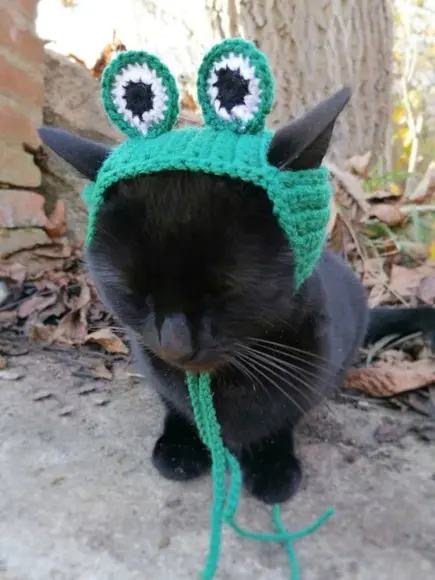 Fantasia Sapinho para Gato