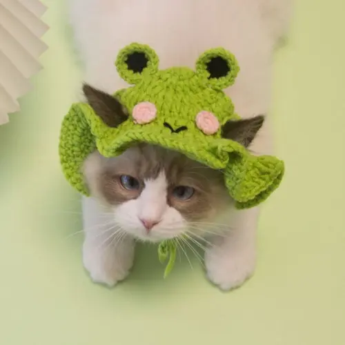 Fantasia Sapinho para Gato