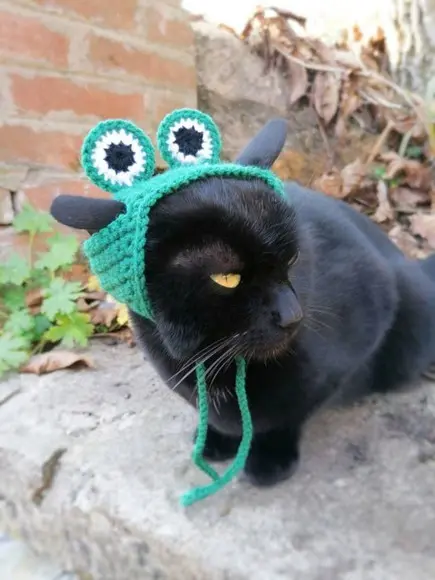 Fantasia Sapinho para Gato