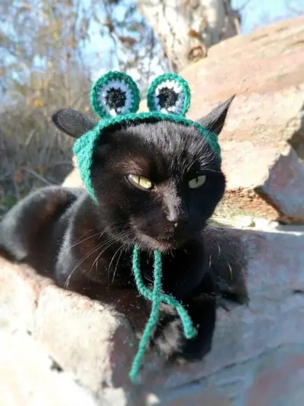 Fantasia Sapinho para Gato