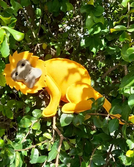 Mico-leão-dourado em Feltro/unidade