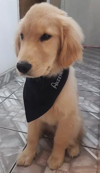 Tapete Americano Pet/ Ossinho E Patinha Personalizado