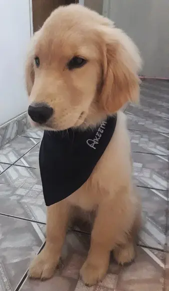 Tapete Americano Pet/ Ossinho E Patinha Personalizado