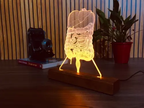 Luminária Led Sistema Digestivo