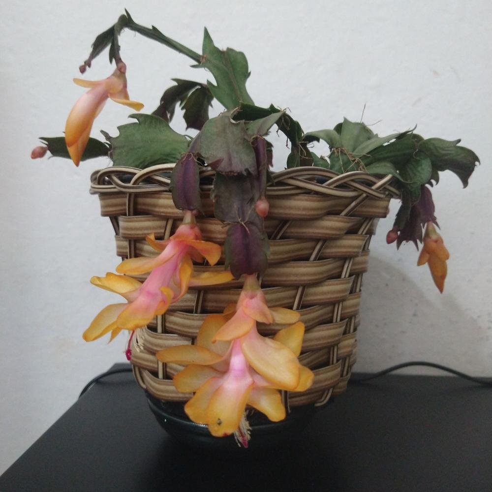 Caminho de mesa em crochê