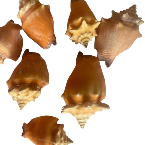 12 Conchas Búzios Peguari Dúzia