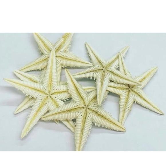 Estrela-do-mar Naturais Dúzia