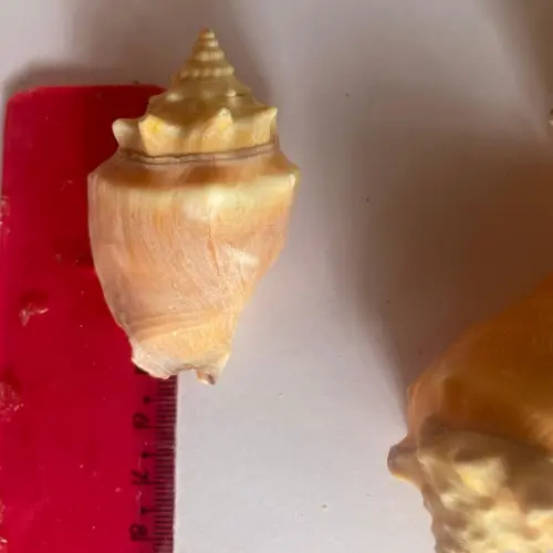12 Conchas Búzios Peguari Dúzia