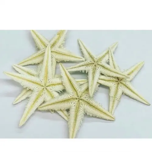 Estrela-do-mar Naturais Dúzia