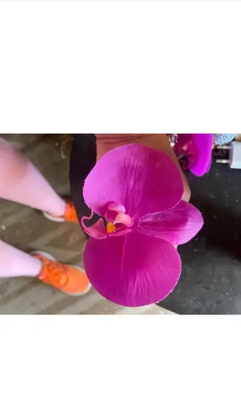 Porta Guardanapo Orquídea Rosa