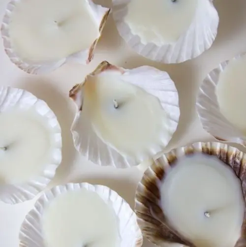 Vela Concha Shell