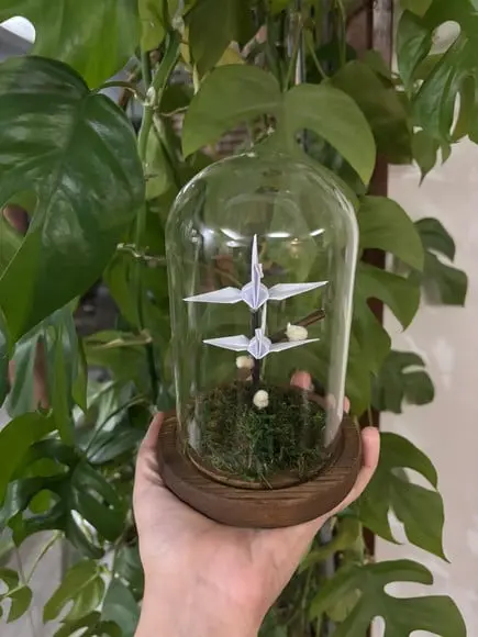 Cúpula Bodas de Algodão