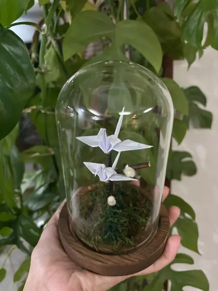 Cúpula Bodas de Algodão