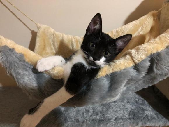 Arranhador para Gato Imperial