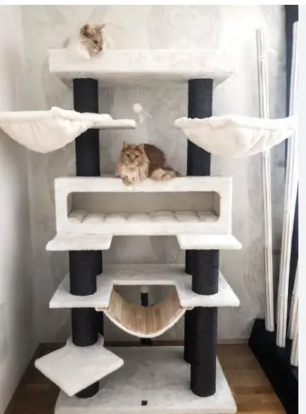 Arranhado de Gatos Coreano