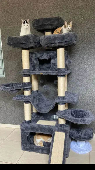 Arranhado de Gatos Espacial Nordigo