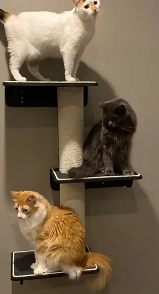 Arranhador para Gato Trigato