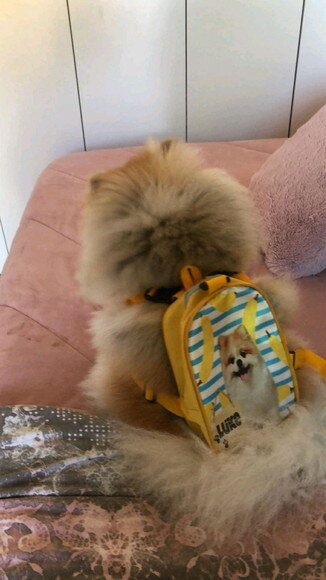 Mochila para Cachorros Mochila Pet