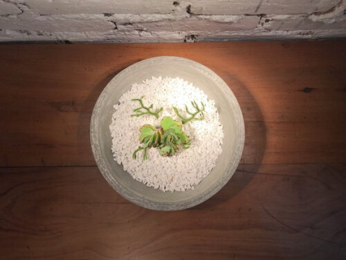 Bowl /centro de Mesa / Peça Decorativa / Terrário / Fruteira