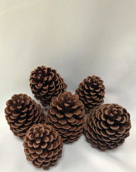 PINHAS NATURAIS - KIT 15 UNIDADES