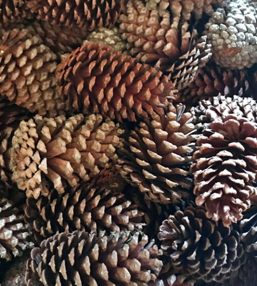PINHAS NATURAIS - KIT 50 UNIDADES