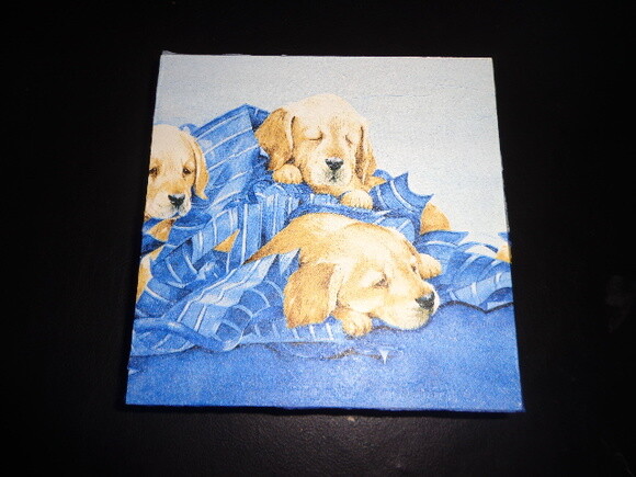 Caixa Love Dogs