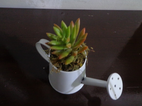 Mini regador com suculenta