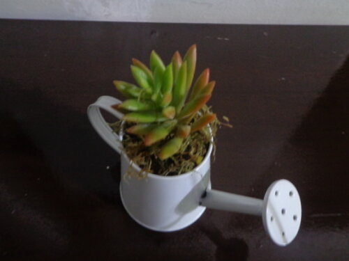 Mini regador com suculenta