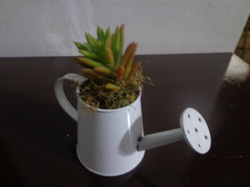 Mini regador com suculenta