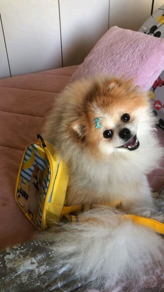 Mochila para Cachorros Mochila Pet
