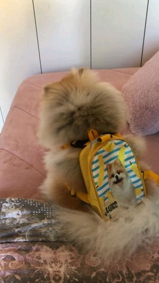 Mochila para Cachorros Mochila Pet