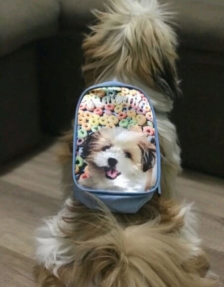 Mochila Peitoral G Mochila Pet Dog
