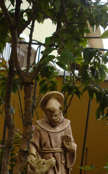 São Francisco com lobo 30 cm