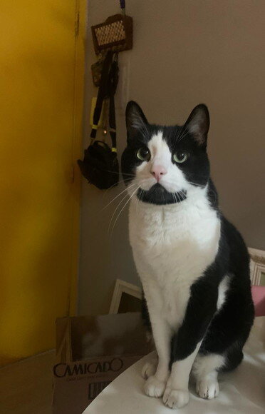 Gato em gesso a partir de foto