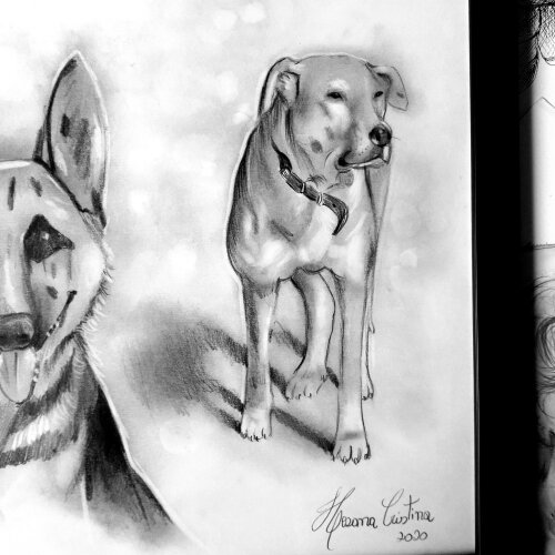 Desenho a grafite realista de pet