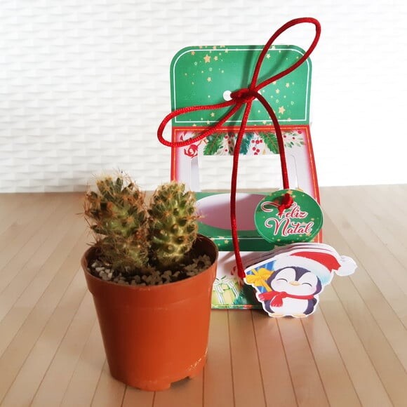 Arquivo para Corte Porta Suculenta Natal