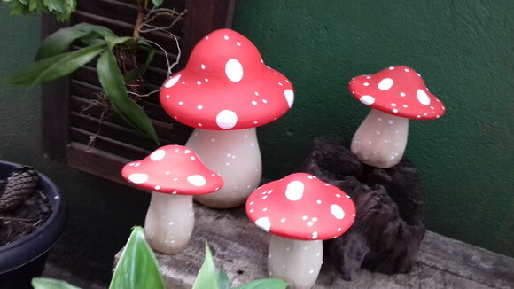 Cogumelos Kit com 4