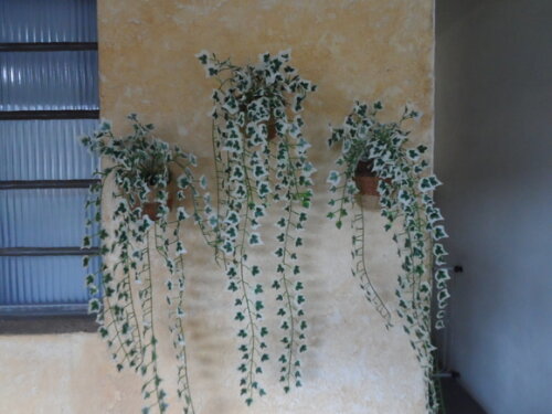 Arranjo Floral em Vaso de Parede