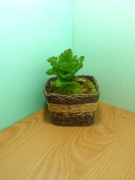 Arranjo Floral em Vaso de Sisal