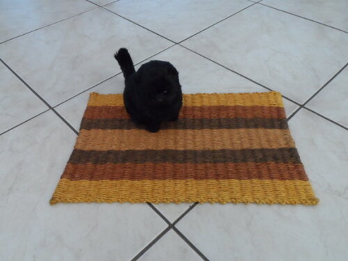Tapete de Sisal para Gatos