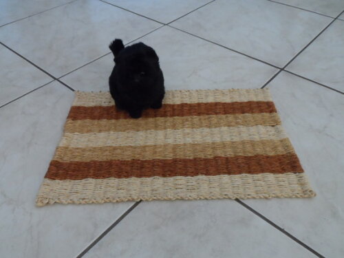 Tapete de Sisal para Gatos