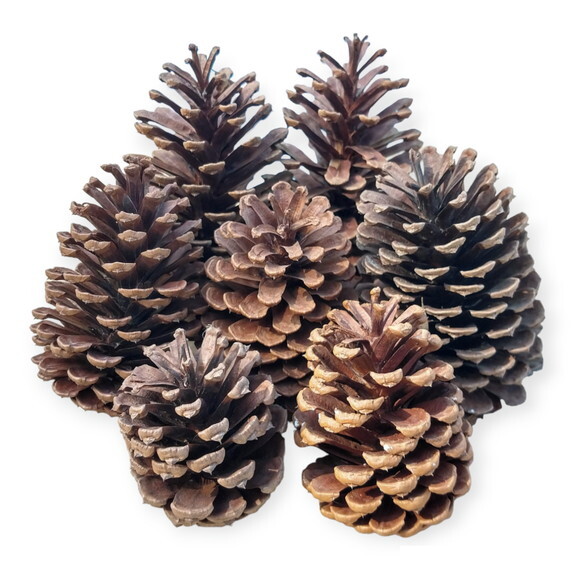 Pinhas Naturais Enfeite Natal Arvore Artesanato 10 Unidades