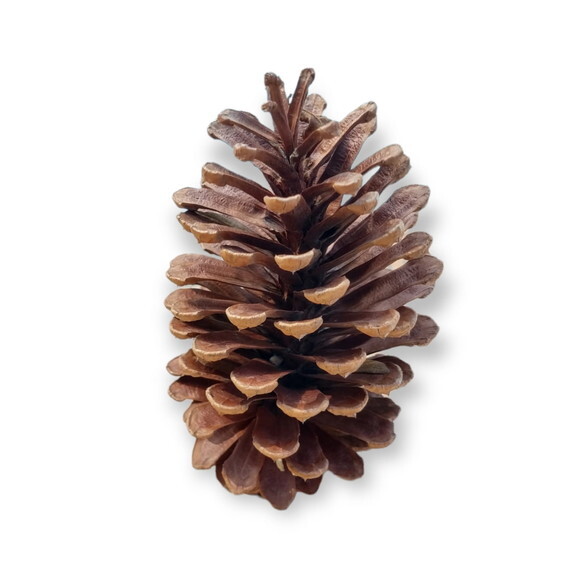 Pinhas Naturais Enfeite Natal Arvore Artesanato 30 Unidades