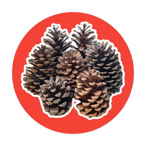 Pinhas Naturais Enfeite Natal Arvore Artesanato 10 Unidades
