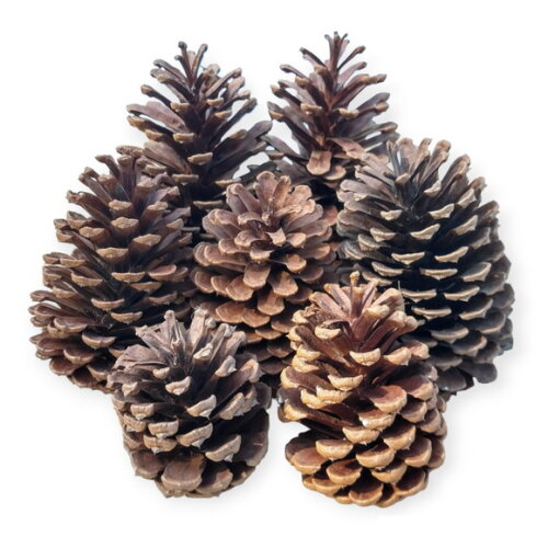 Pinhas Naturais Enfeite Natal Arvore Artesanato 10 Unidades
