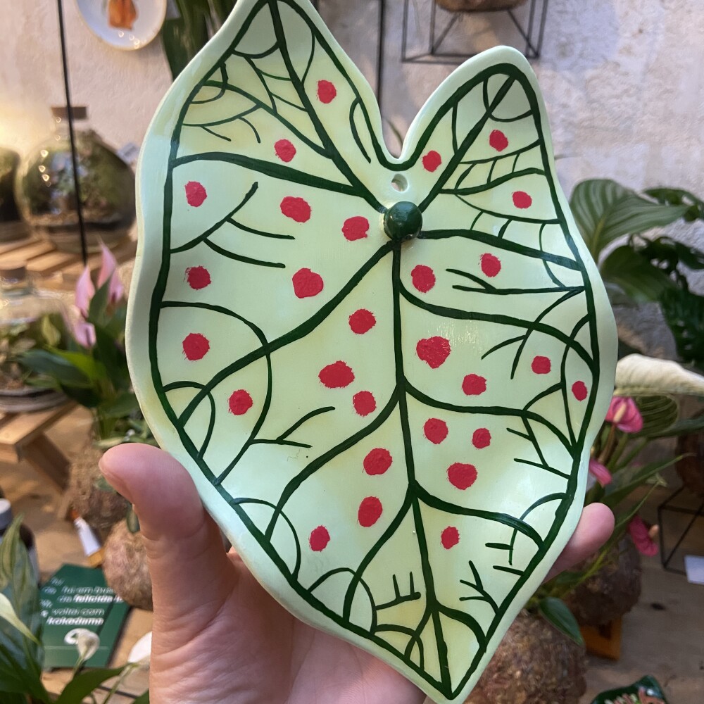 Caladium Strawberry Star