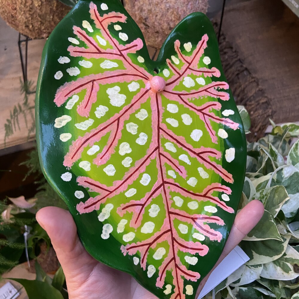 Caladium Carolyn Whorton