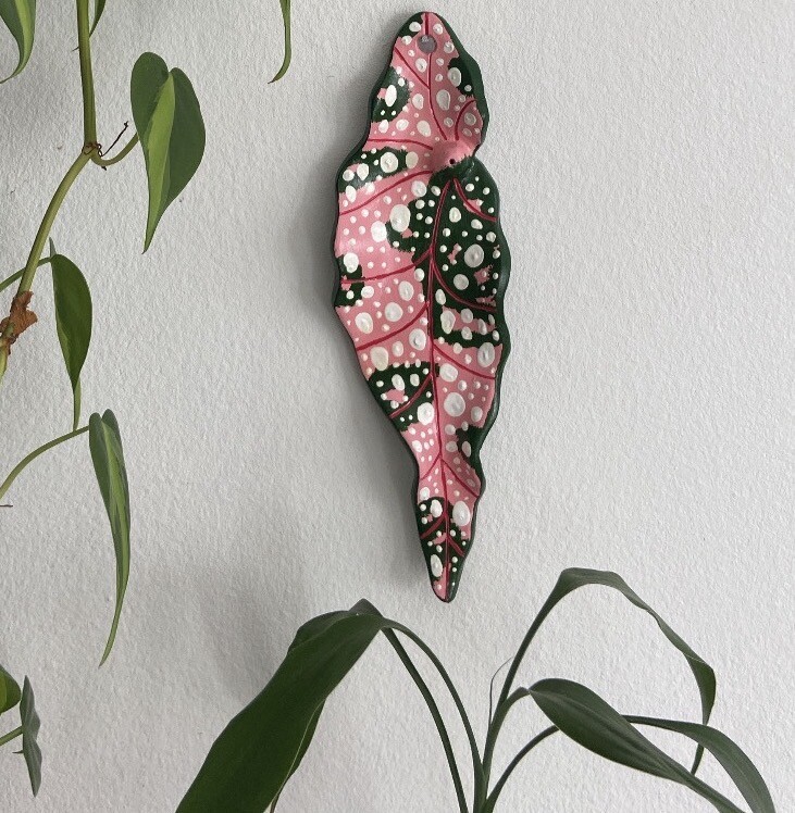 Begônia Pink